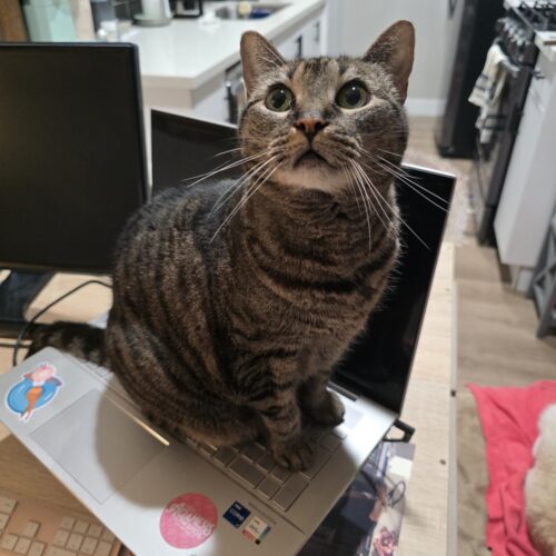 izzy keeping me from working