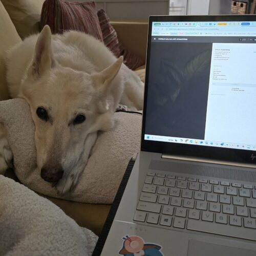 kali helping me work